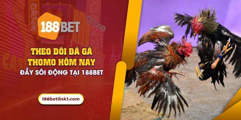 50 theo doi da ga thomo hom nay day soi dong tai 188bet